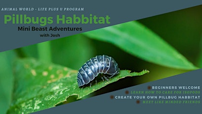 INSECT WORLD- Create a Pill Bug Habitat primary image