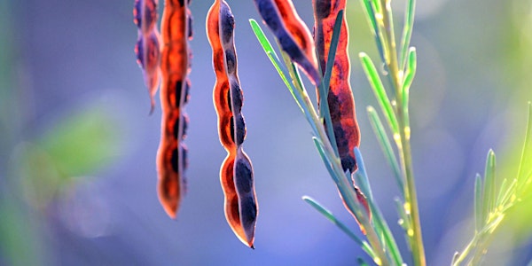 Gardening with native plants