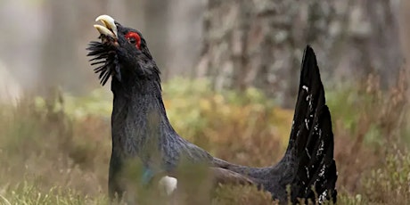 Cairngorms Capercaillie Project primary image