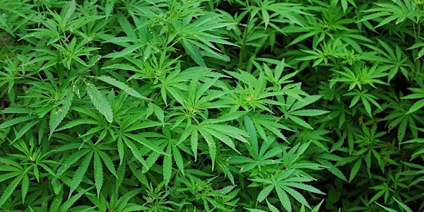Let's talk cannabis - An evening discussing the science and policy for peop...