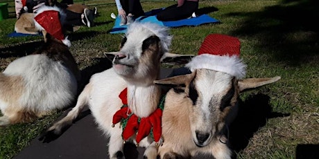 Goat Yoga Texas - WINTER WONDER - Sat, Dec 17 @ 10am