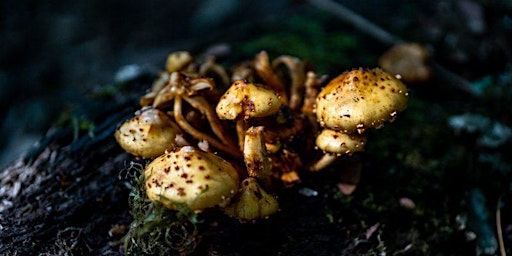 Fungi - The Foundation of a Healthy Forest