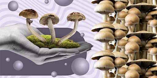 Growing Magic Mushroom at Home for Beginners