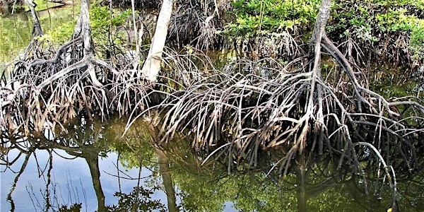 Chinese New Year Special: Sungei Buloh - Mangroves & More