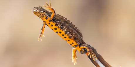 Amphibians and Reptiles of the Great Fen: Here be Dragons!