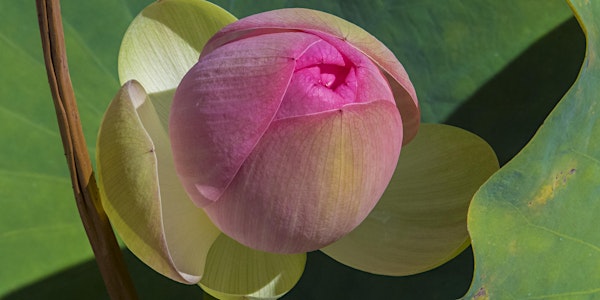 "Our Botanical World" Opening Reception