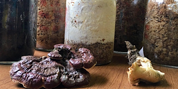 Fun with Fungi: Mycoculture Using Compost