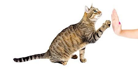 Intro to Teaching Your Cat Tricks primary image