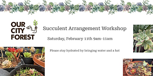 Succulent  Arrangements Workshop