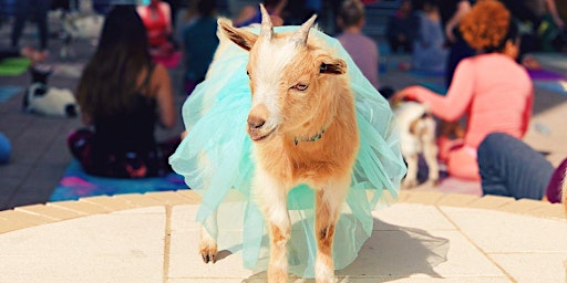 Imagem principal do evento Halloween Costume Goat Yoga @ Toyota Music Factory!