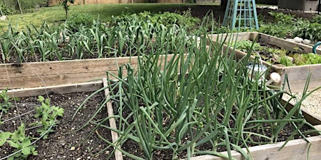 Growing Vegetables in Small Spaces primary image