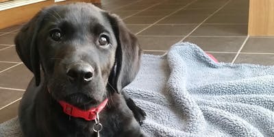 Puppy Life Skills Stage