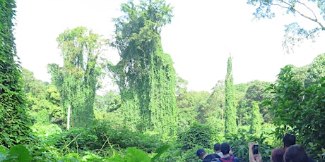 Bukit Brown Avatar Tree Trail
