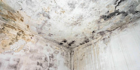 Improving Health in the Lettings Sector - Combating Mould in Homes