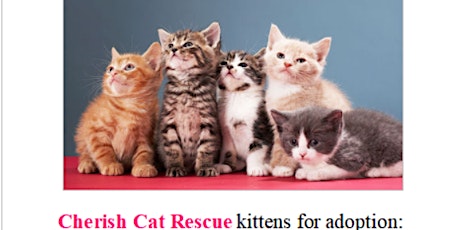 Cherish Cat Rescue Adoption Event! primary image