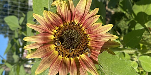 Primaire afbeelding van Aroniaberries & Sunflowers in the Valley