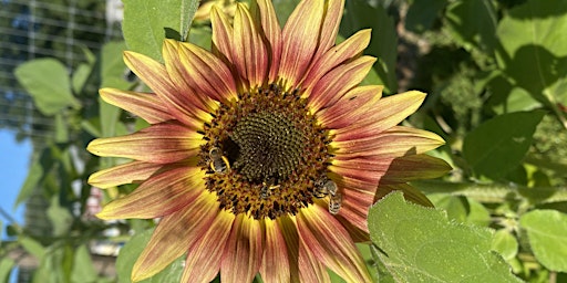 Hauptbild für Aroniaberries & Sunflowers in the Valley