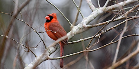 Birding at Burden December