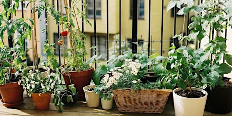 Gardening in Small Spaces primary image