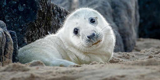 Imagem principal de Baby Seals Photography Wildlife Workshop in Norfolk, UK (dept London)