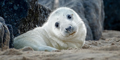 Baby Seals Photography Workshop in Norfolk (plus Geminid meteor shower)  primärbild