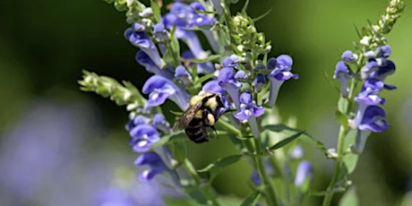 Pollinators of the Peace Country