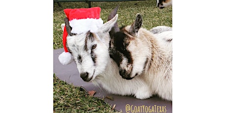 Goat Yoga @ Ingenious Brewing! - Sun, Dec 18 @ 10:30am primary image