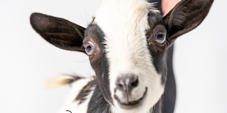 Goat Yoga Nashville- January 2023