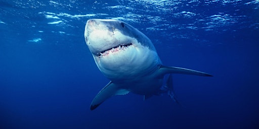 Imagem principal de Shark Tales: Shark Reproduction