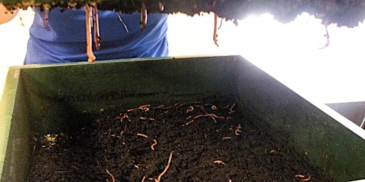 Imagem principal do evento Vermicomposting 101: Composting with Worms!