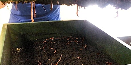 Vermicomposting 101: Composting with Worms!