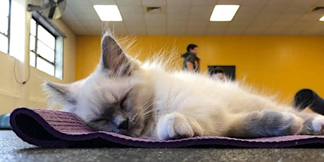 Yoga with Kittens with Namaste Yoga in Royal Oak