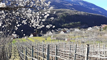 Immagine principale di Montagna è... viticoltura eroica 