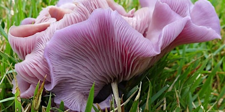 Mushroom Identification Classes (online)