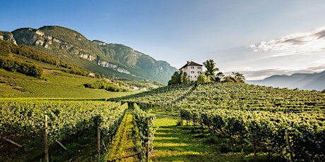 The Peak of Italy: Discover the wines of Alto Adige-Südtirol  primary image
