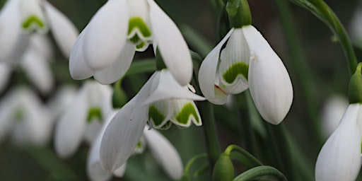 Snowdrops: The Specialist Collection Tours