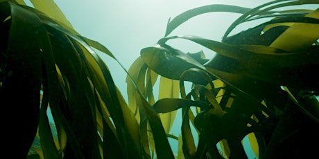 A project full of hope – Sussex Kelp Restoration