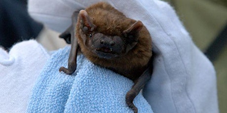 Hauptbild für ‘Batty About Bats’ with Amanda Millar, the Sussex Bat Group