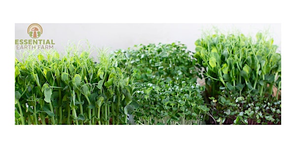 Microgreens 101