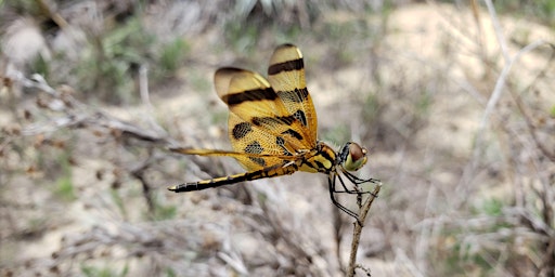 Imagem principal de A Buggy Bio Blitz at Delray Oaks Natural Area