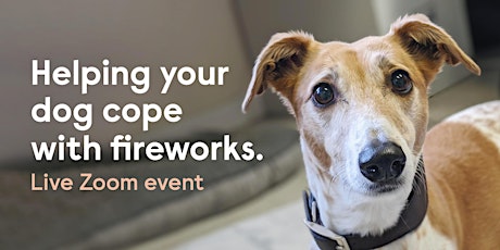 Helping your dog cope with fireworks