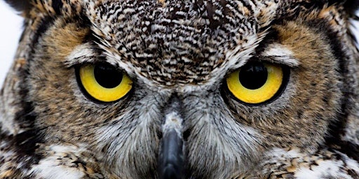 Winter Owl Prowl 2023