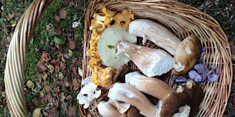 Fungal Foray with Devon's Top Mycologist primary image