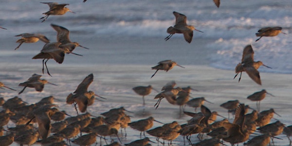 Winter Birds of Tomales Bay