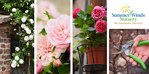 How To Prune Your Roses