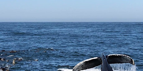 Monterey Bay whale watching