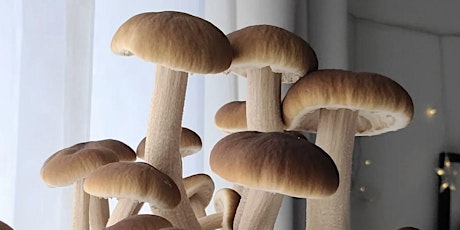 Grow Your Own Mushrooms Class at PLNTR