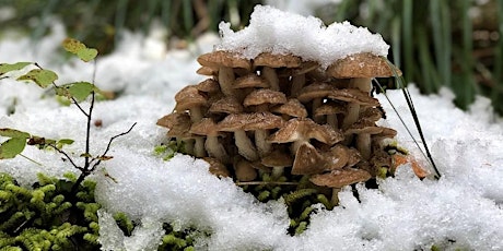 Winter Mushroom Zoom with Mycologist Paul Sadowski