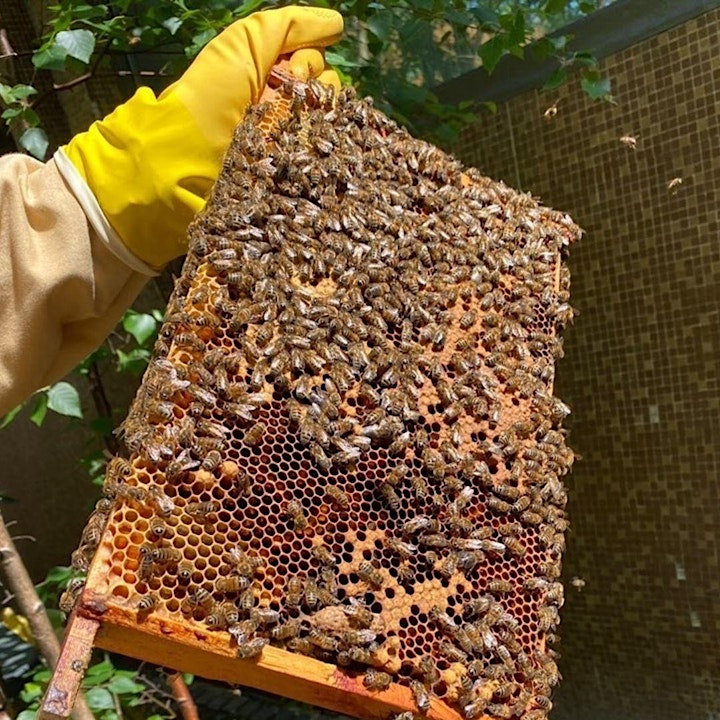 Bee Happy: An Introduction to Bees and Beekeeping image
