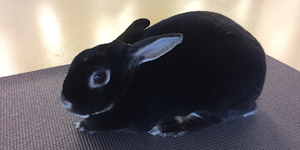 Bunny Yoga - Session 1